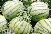 8424西瓜种植指南（时间方法全解析，丰收秘诀揭秘！）