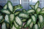 花叶万年青水培养殖方法大揭秘（轻松掌握水培技巧，让花叶万年青生长更茂盛）