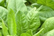 稻壳炭的种花妙用（用稻壳炭种什么花，让它们易成活）