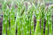 芦笋移栽全攻略（最合适的时间、技巧与注意事项）