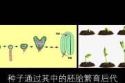 揭开绿豆的真面目（双子叶植物的识别方法）