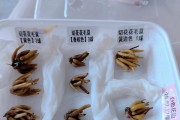如何保存花毛茛种球（种植必备）