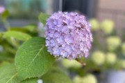 无尽夏的修剪方法（从选择工具到处理细节，教你打造完美的无尽夏）
