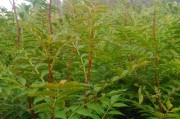 种花椒树，从花椒籽开始（有哪些需要注意的问题？）
