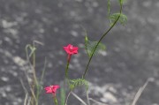 茑萝松养护指南（打造美丽茑萝松的五大养护技巧）