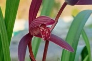 兰花的种植与生长周期（从选种到开花，全方位了解兰花生长周期）