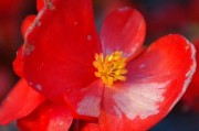 海棠花的四季开花之谜（四季海棠，从未停歇的美丽；盛放不歇，唯有秋后凋零。）