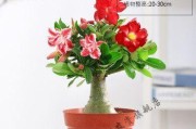 如何配制适合沙漠玫瑰的种植土？（土壤配制方法详解，让你的沙漠玫瑰健康成长）
