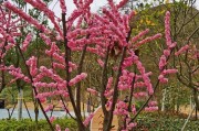 《春天的桃花，美丽的盛宴》（盛开在四月的桃花，让春天更加美好）