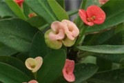 虎刺梅的花期（探寻虎刺梅花开的秘密）
