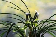 兰草花的生长环境需求和养护技巧（探究兰草花的喜阳或喜阴，）