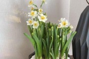 水仙催花时间和方法（如何让水仙花开得更早？）