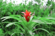 鸿运当头的开花周期和养护方法（掌握开花周期，迎接好运）