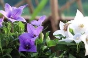 怎样种植健康的桔梗（从选种到养护，桔梗种植全攻略）