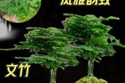 文竹盆景的养护与设计之道（以文竹打造精致盆景，让生活更有质感）