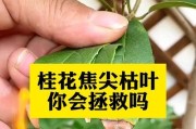 解决桂花树叶尖发黄的方法（学会科学养护，让桂花树常青不败）