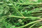 野芹菜——药膳佳品（了解野芹菜的功效与作用，健康生活从野菜开始）