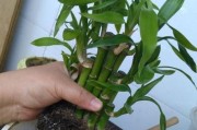 如何正确换盆换土平安树（平安树养护小技巧，快来get！）