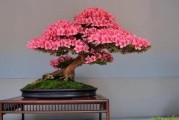 杜鹃花的风水寓意与摆放位置（让杜鹃花为你家带来好运）