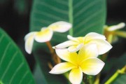 赏析鸡蛋花多彩世界（多彩花海，一场视觉盛宴）