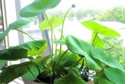 家里养睡莲的好处与风水（如何在家中养好睡莲）