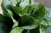 白菜种子的种植方法（从选种到收获，一步步教你种植白菜）