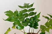 探秘贯众——一种独特的水生植物