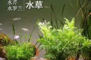 水下植物的奇妙世界（探索水下植物的形态、分布与生命力）