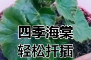 以海棠花叶子扦插繁殖的技巧与方法（海棠花叶子扦插-快速繁殖新苗的秘诀）