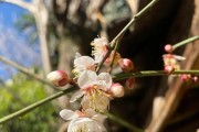 青梅开花时间及相关知识