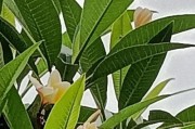 鸡蛋花过冬秘籍（如何保护鸡蛋花度过寒冬）