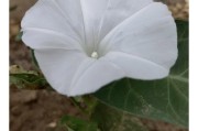 你必须知道的空心菜开花和外观特征（了解空心菜的生长过程和结构特征）
