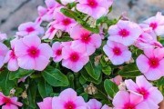 懒人也能养出美丽花卉——室内懒人花卉养护方法（教你轻松打造舒适的室内花园，以及常见植物养护知识）