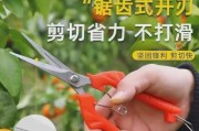 花椒剪枝的最佳时间（为什么几月份剪枝最好？）