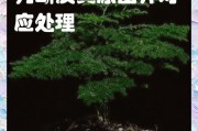 如何正确浇水云竹（掌握浇水技巧，打造健康云竹）
