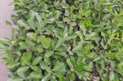 种植冬青，打造绿色家园（家里种植冬青的好处与方法）