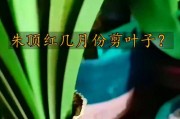 剪掉朱顶红叶子的正确方法（保护植物健康成长）