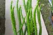 如何选择合适的盆栽种植光棍树（大盆还是小盆？选择盆栽光棍树的最佳方法）