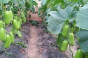 菜瓜（了解菜瓜的营养价值与食用方法）