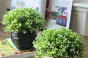 米兰花可以浇啤酒？解读这个流行的植物护理方法