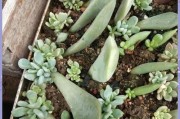 多肉植物成活与判断方法（从营养状况到生长状况，多肉植物成活与否由你来判断）