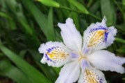 友谊花开（探寻友谊花的花语及意义）