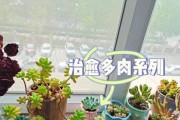 白鸟多肉植物的养殖技巧（打造精美多肉花园，白鸟多肉植物知识全掌握）
