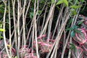 如何催芽桂花种子？（一步步教你成功育苗！）