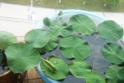碗莲的养殖方法及注意事项（打造清新水上植物环境，从这里开始）