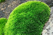 常见苔藓植物大全（介绍苔藓植物的特点和生长环境）