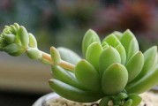 春萌多肉的养殖技巧（从选种到管理，打造一个繁花似锦的小天地）