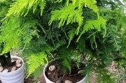 文竹叶子发黄怎么办？药物治疗方法解析（保护文竹叶子健康绿色的关键药物治疗方法）