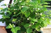 虎头茉莉冬天也能开花！（了解虎头茉莉的生长习性与养护技巧）