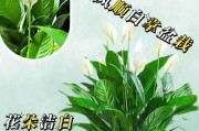 水培红掌的养护技巧（打造绿色健康家居，）